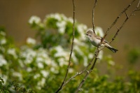 Penice vlasska - Sylvia nisoria - Barred Warbler 5490